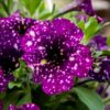 Petunia