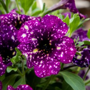 Petunia