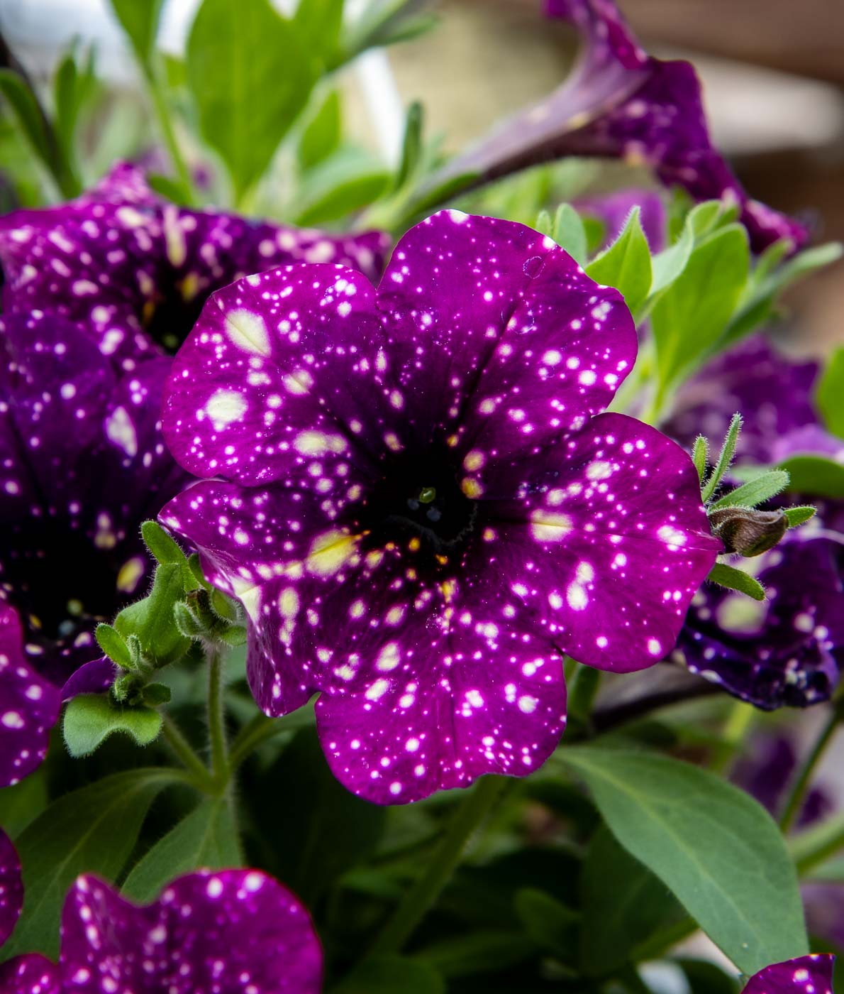 Petunia