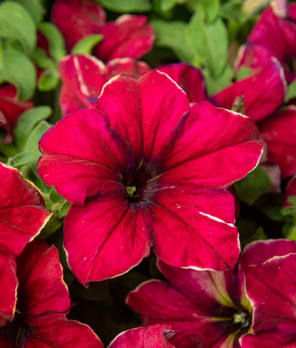 Petunia Mandeville