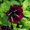kotimainen petunia
