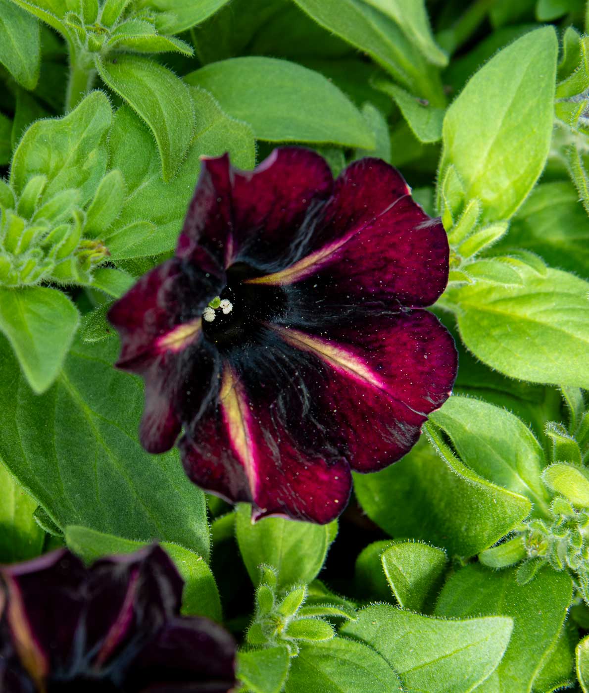 kotimainen petunia