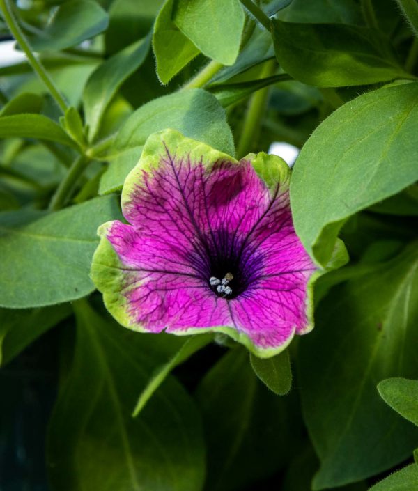 Petunia-amppeli Purple Green Edge