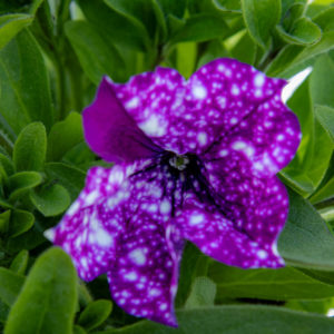 Petunia