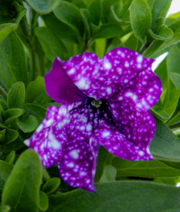 Petunia