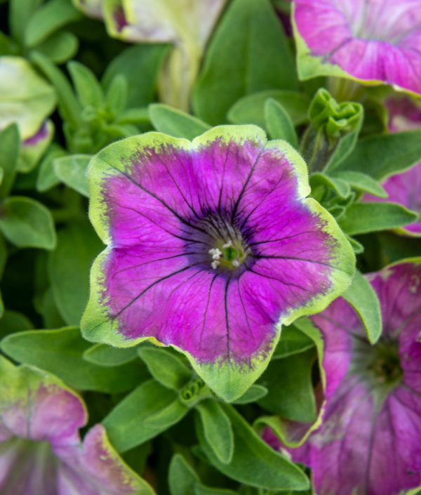 Petunia