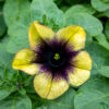 Petunia