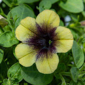 Petunia