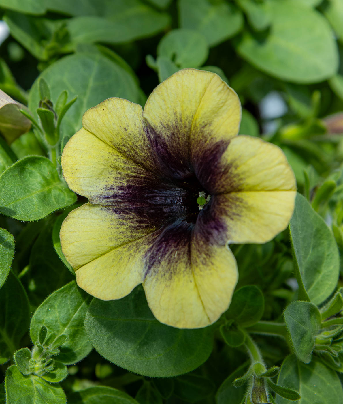 Petunia