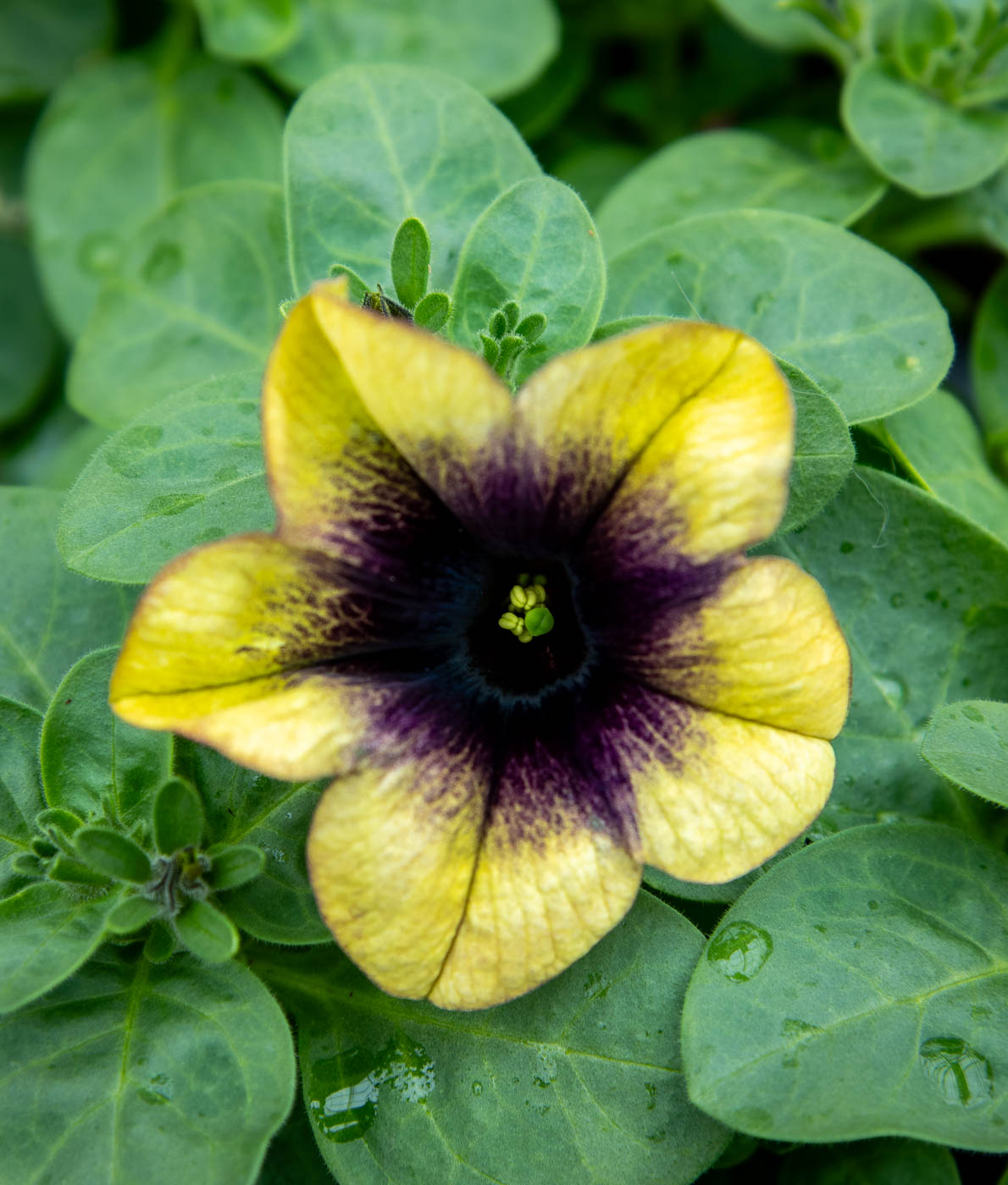 Petunia