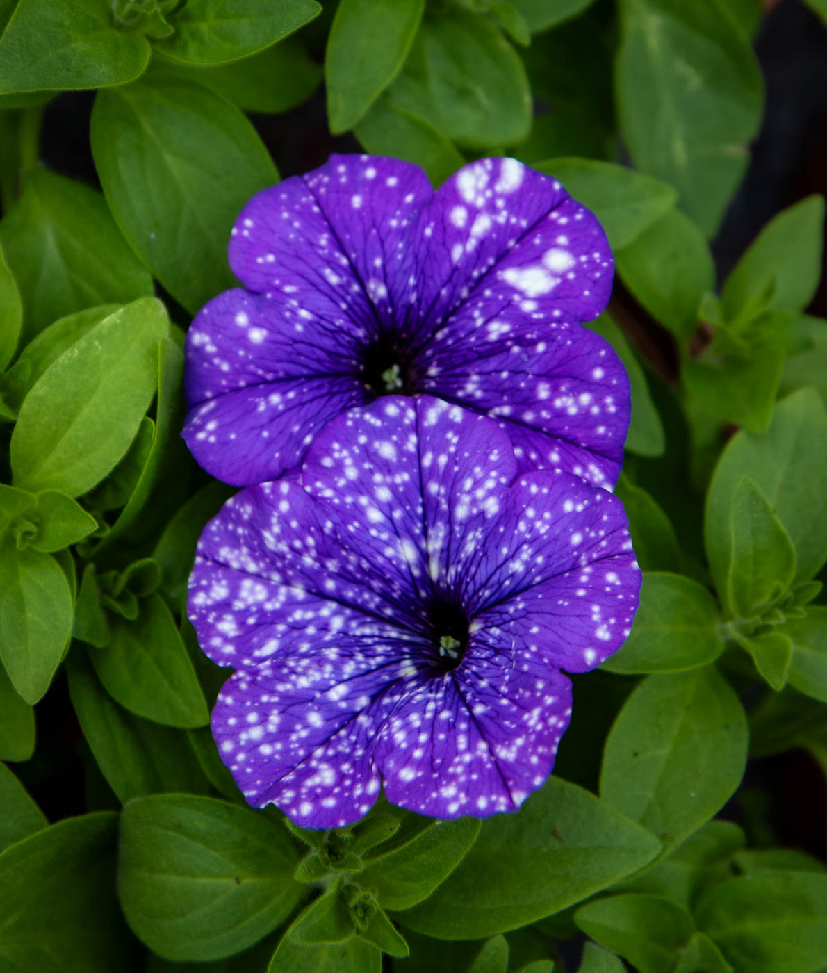 Lähikuva Petunia 'Splash Dance Moon Walk' -kesäkukasta, jolla on syvän violetit terälehdet ja valkoisia tähtitaivasta muistuttavia pilkkuja vihreiden lehtien keskellä.