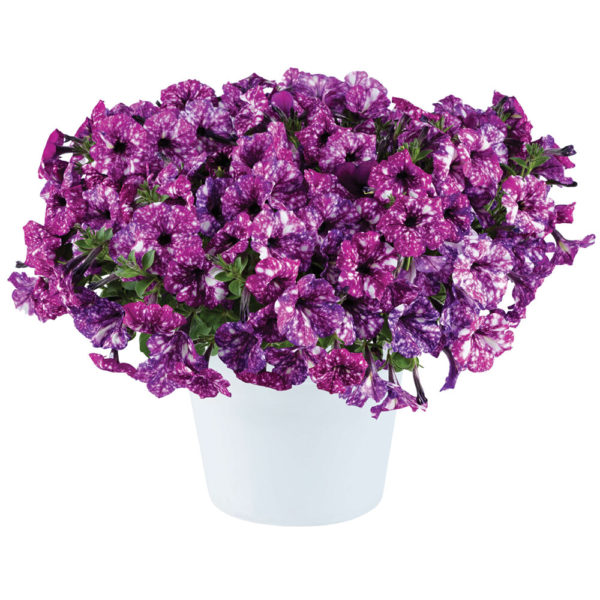 Petunia Splash Dance® Purple Polka℗ Pikkutaimi