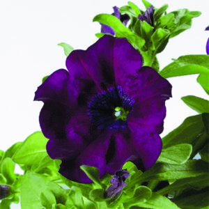syvän violetti petunia
