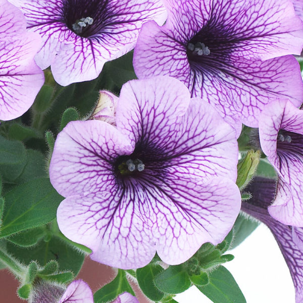 Petunia Surfinia® Classic Compact Purple Vein℗ Pikkutaimi
