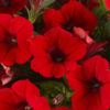punainen petunia