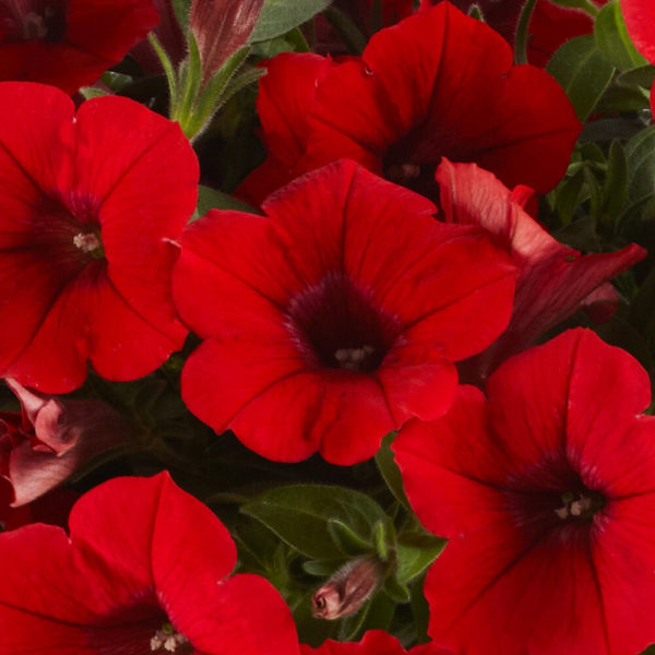 punainen petunia
