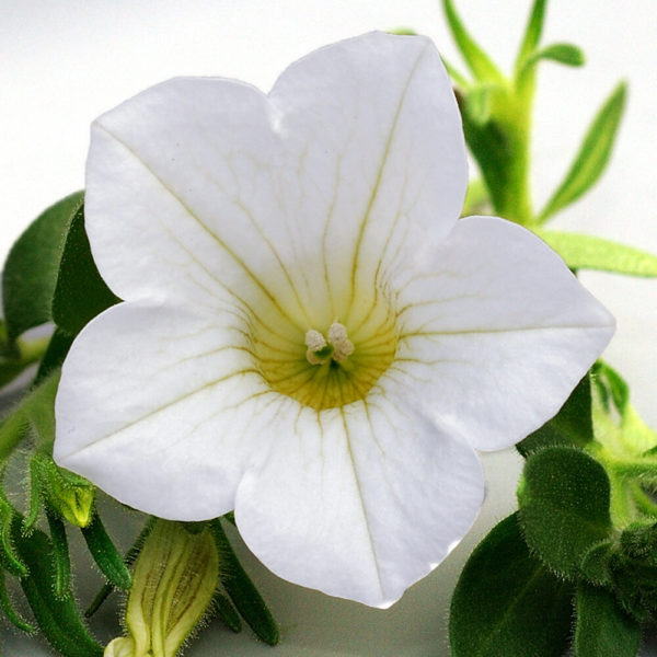 valkoinen petunia