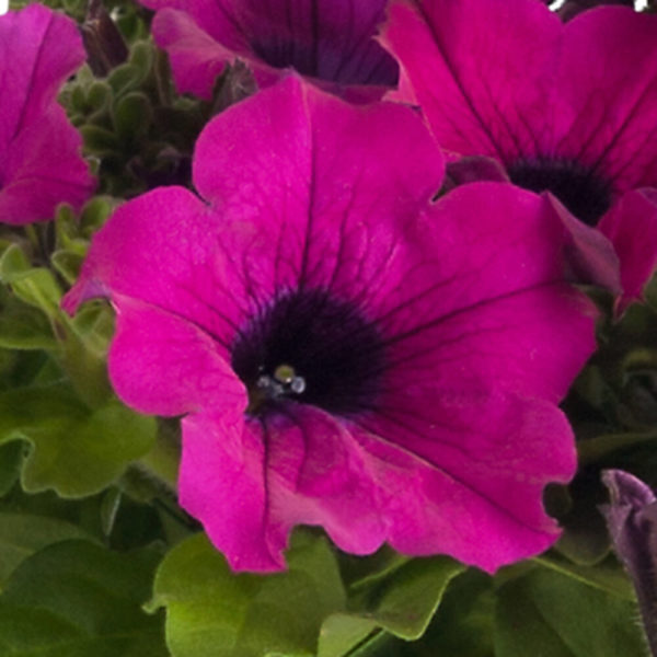 aniliini petunia