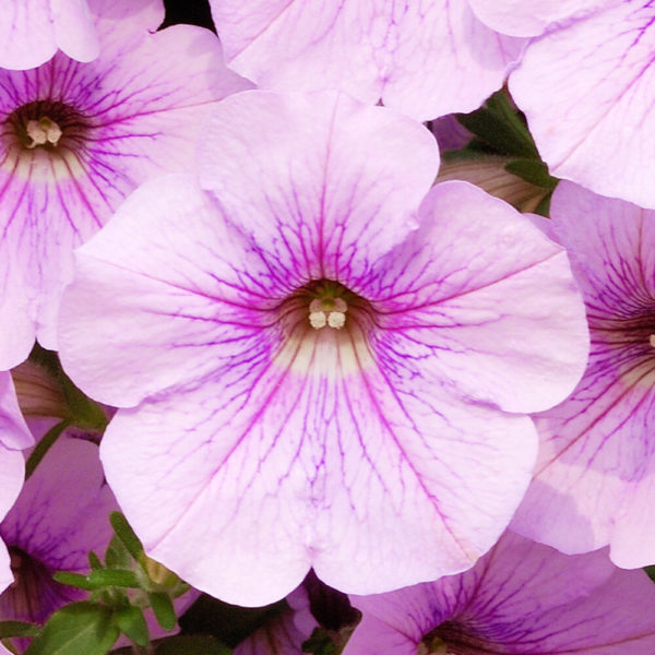 vaaleanpunainen petunia