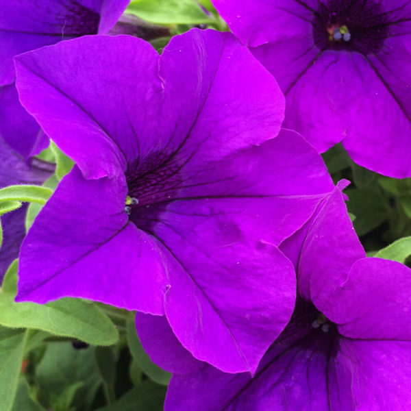 kirkkaan violetti petunia