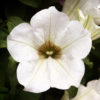 valkoinen petunia