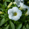 valkokukkainen petunia