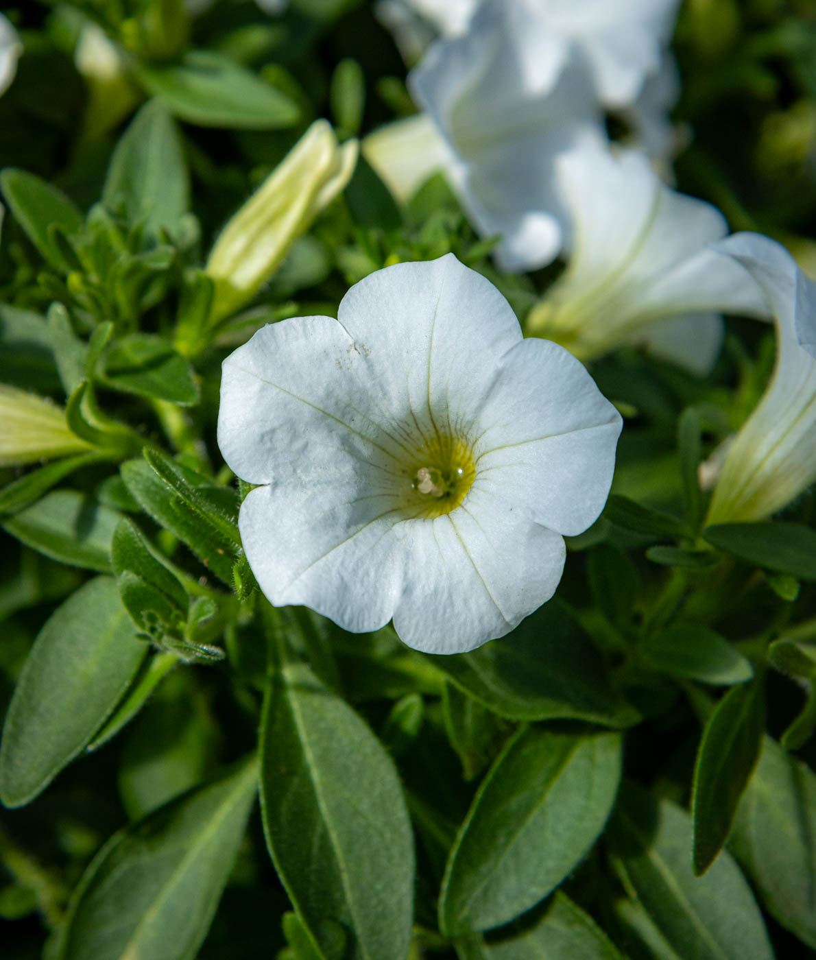 valkokukkainen petunia