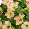 vaalea petunia