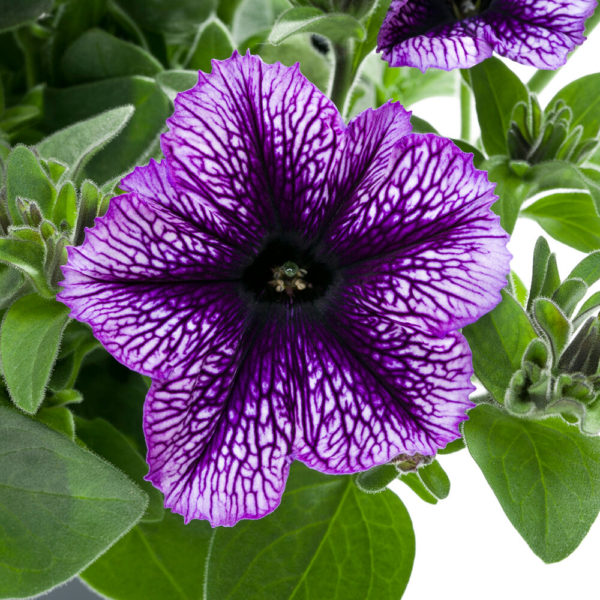 Petunia Tea Indigo Vein℗ Pikkutaimi