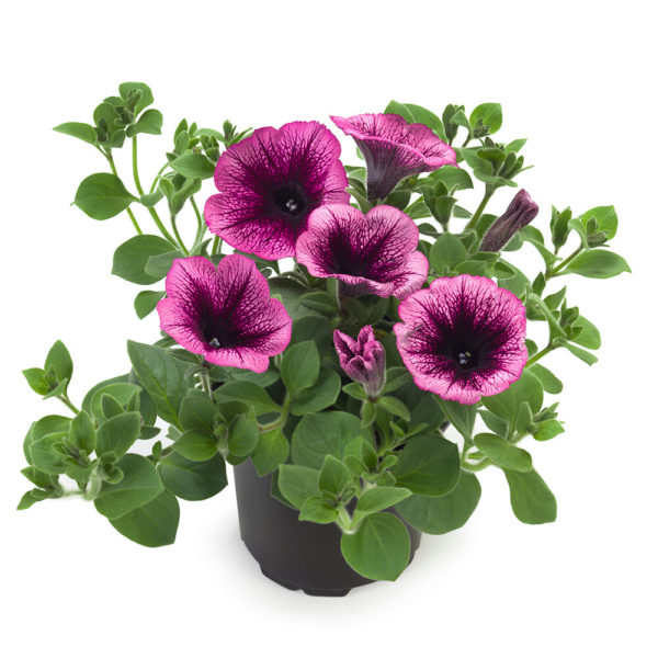 Petunia Tea Magenta Vein℗ Pikkutaimi