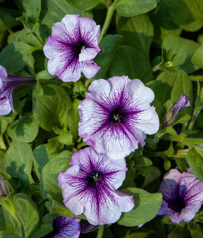 Petunia Tea Purple Vein - Pukinmäen puutarha