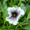kotimainen petunia