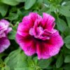 Petunia