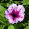 vaalaeanpunainen petunia