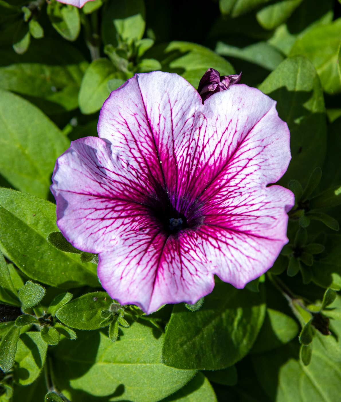 vaalaeanpunainen petunia