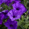 Petunia-amppeli