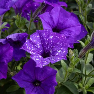 Petunia-amppeli