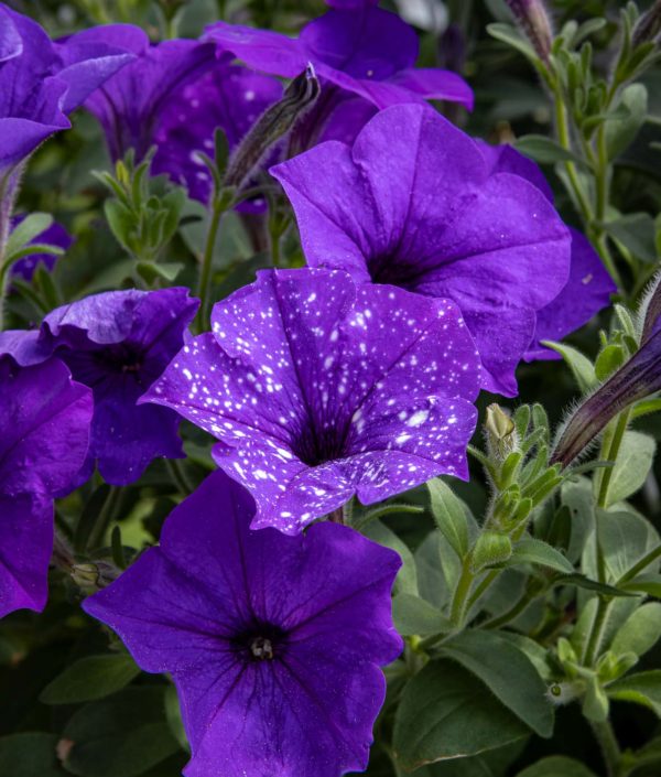 Petunia-amppeli