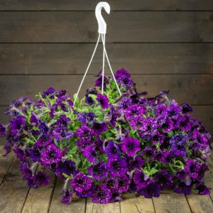 Petunia-amppeli
