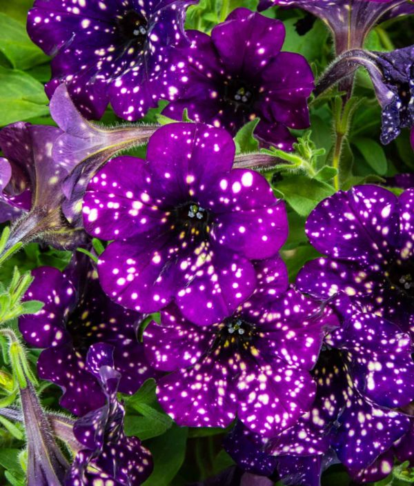 Petunia-amppeli Magenta Mambo - Image 3