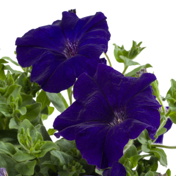 sininen petunia