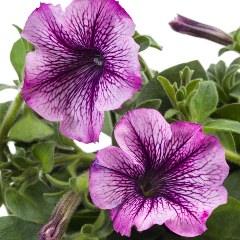 Petunia Tea Purple Vein℗ Pikkutaimi - Pukinmäen puutarha
