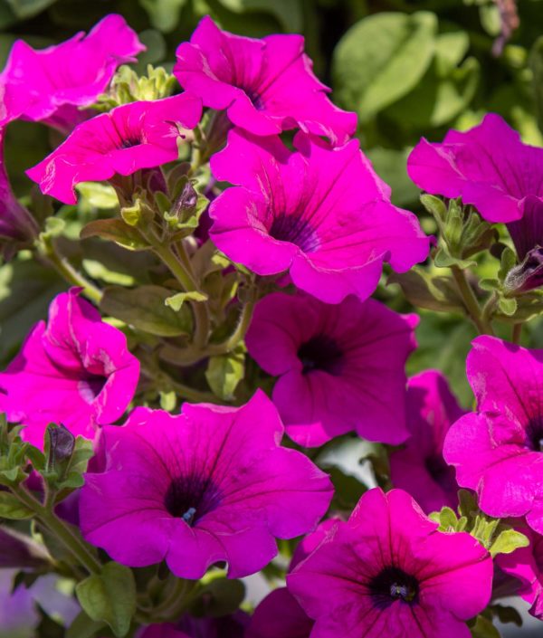 Petunia-Amppeli - Image 2
