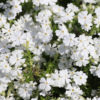 Sammalleimu Fabulous White