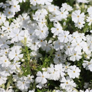 Sammalleimu Fabulous White