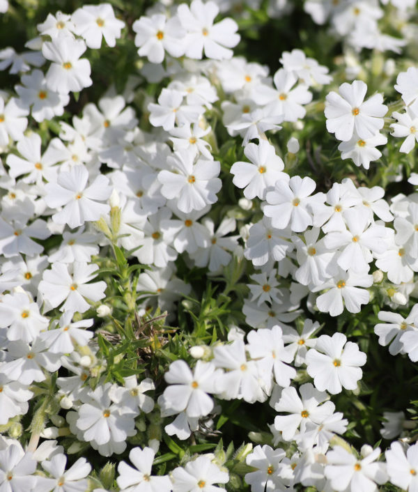 Sammalleimu Fabulous White