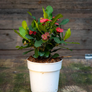 euphorbia milii