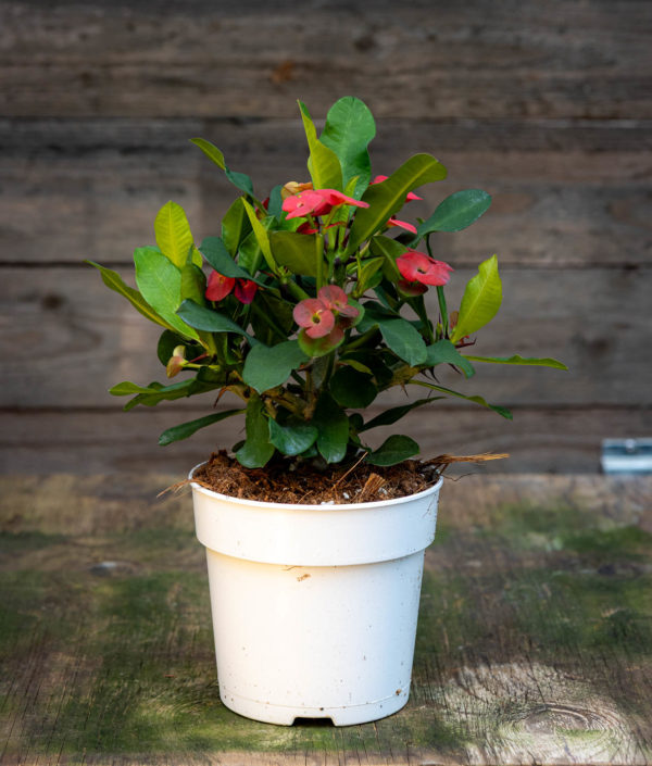 euphorbia milii
