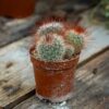 Piikkineulatyynykaktus eli Mammillaria ruskeassa muoviruukussa