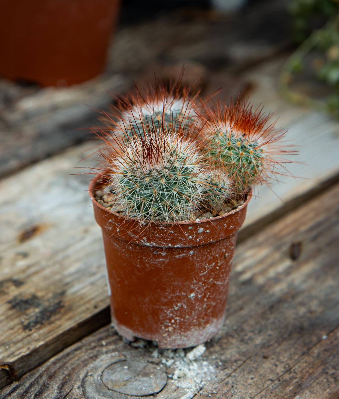 Piikkineulatyynykaktus eli Mammillaria ruskeassa muoviruukussa